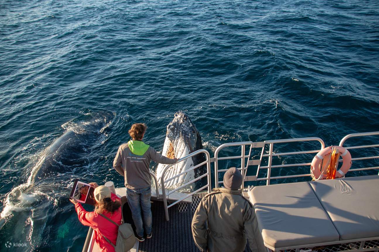 pengalaman melihat ikan paus