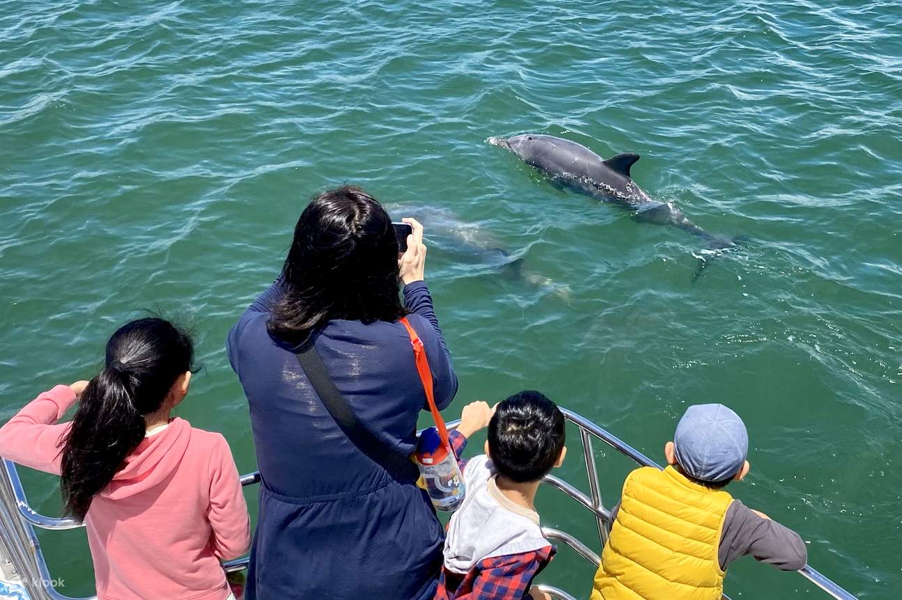 Croisière d'observation des dauphins et visite panoramique de Mandurah
