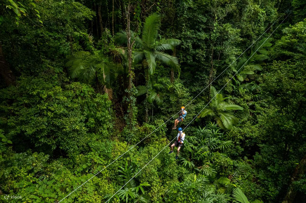 зиплайн в лесу