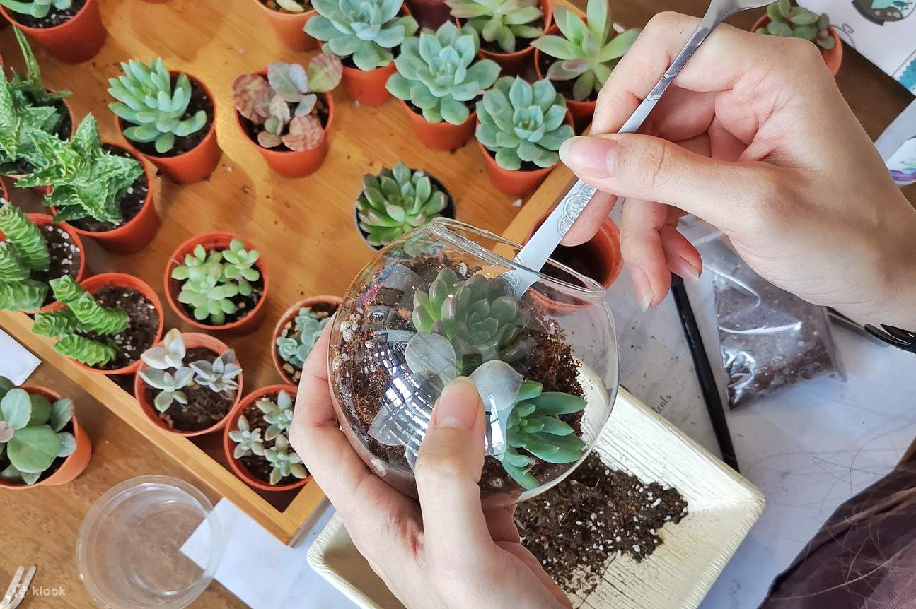 Projek terrarium succulent