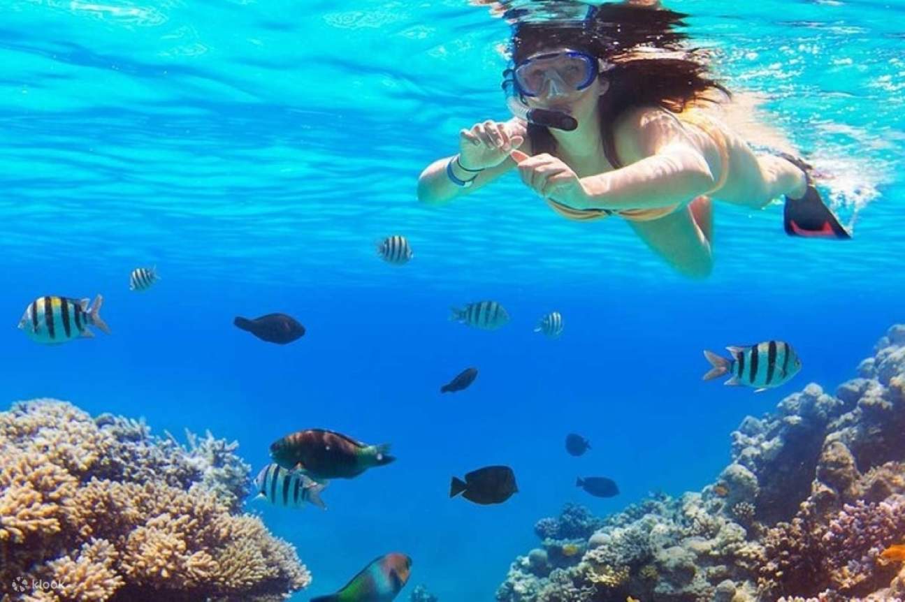 Lặn biển ngắm san hô ở Đảo Tiran, kèm bữa trưa & đưa đón - Sharm El Sheikh