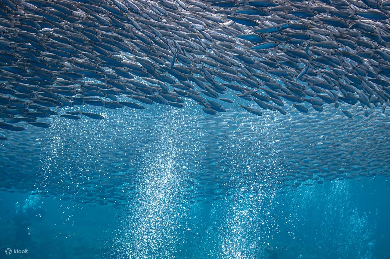 Сноркелинг с сардинами
