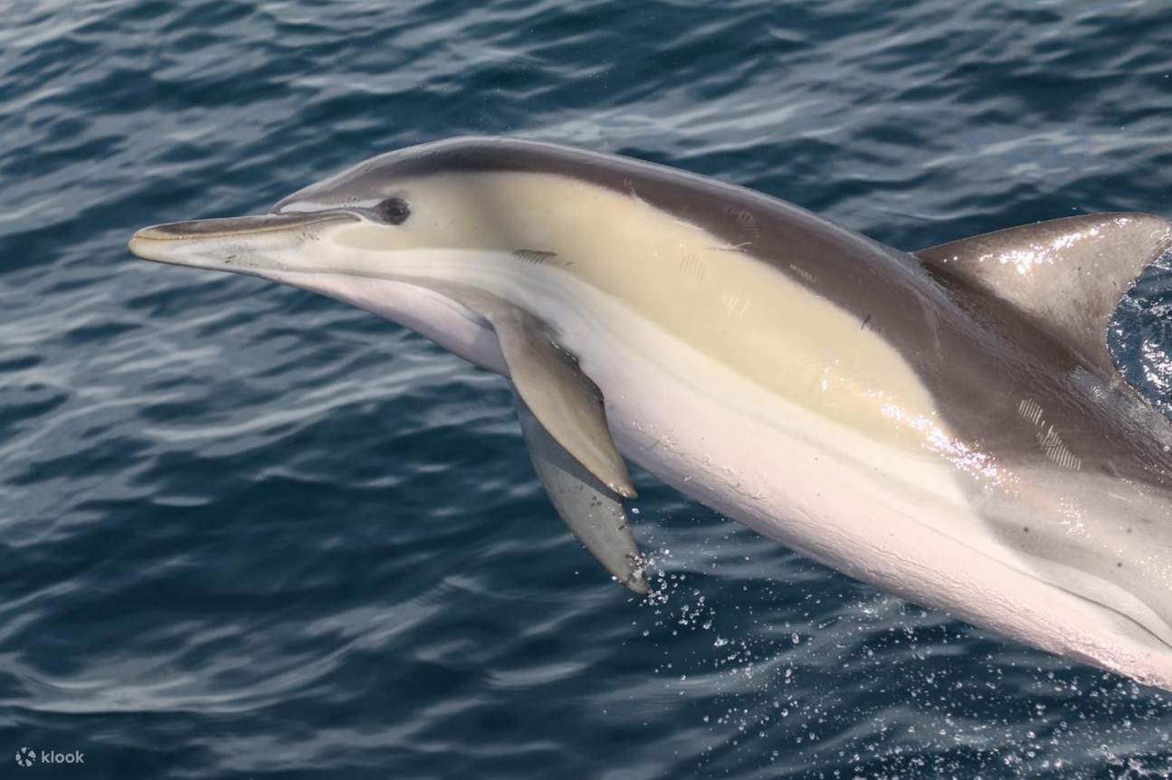 Xem cá heo hoang dã ở Port Stephens