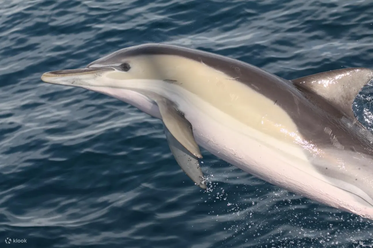 Wild dolphin watching in Port Stephens