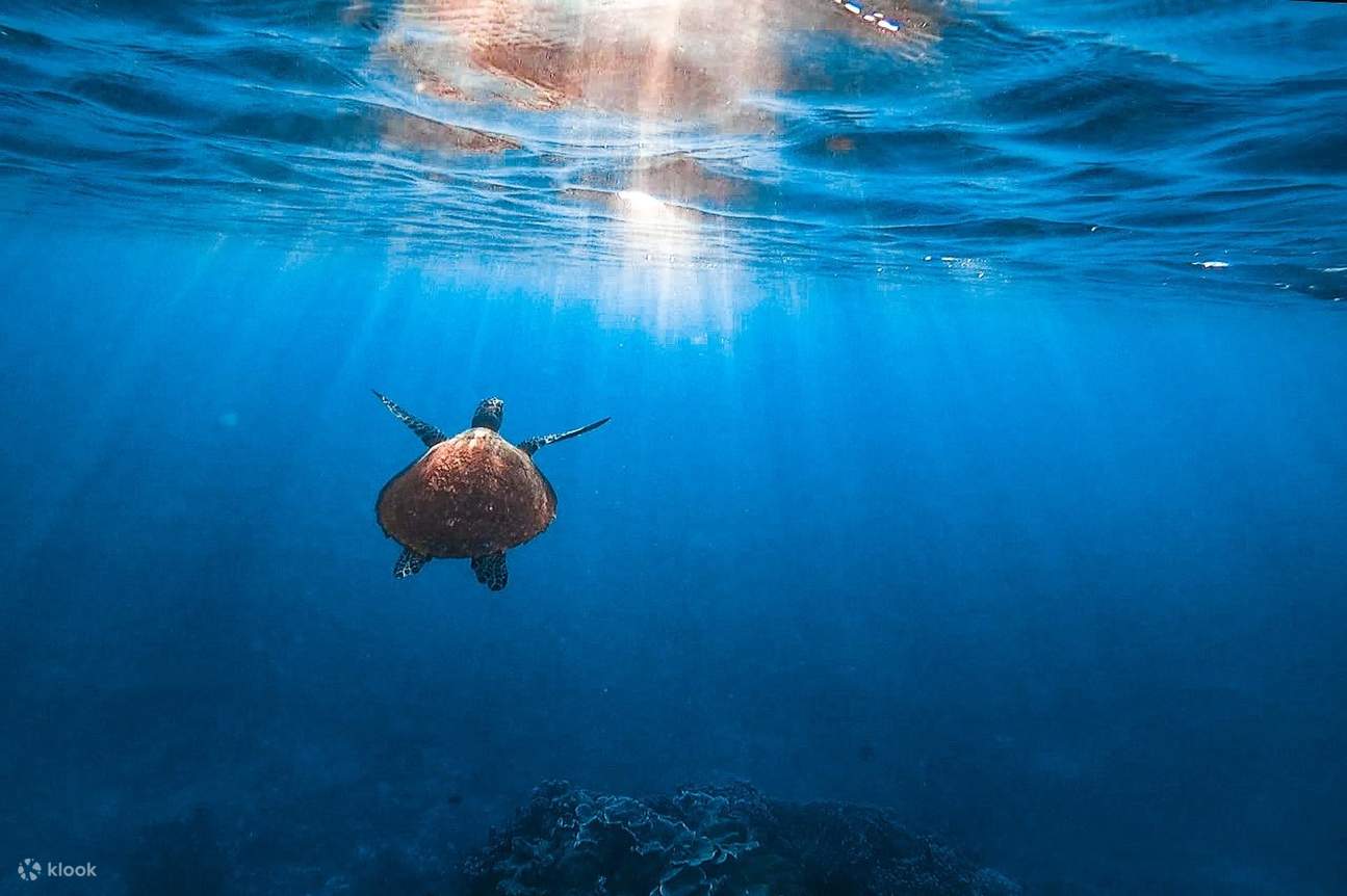 Okinawa Pulau Miyako Berenang dengan Penyu Laut! Pengalaman Snorkeling yang Mengujakan dengan Hadiah Foto