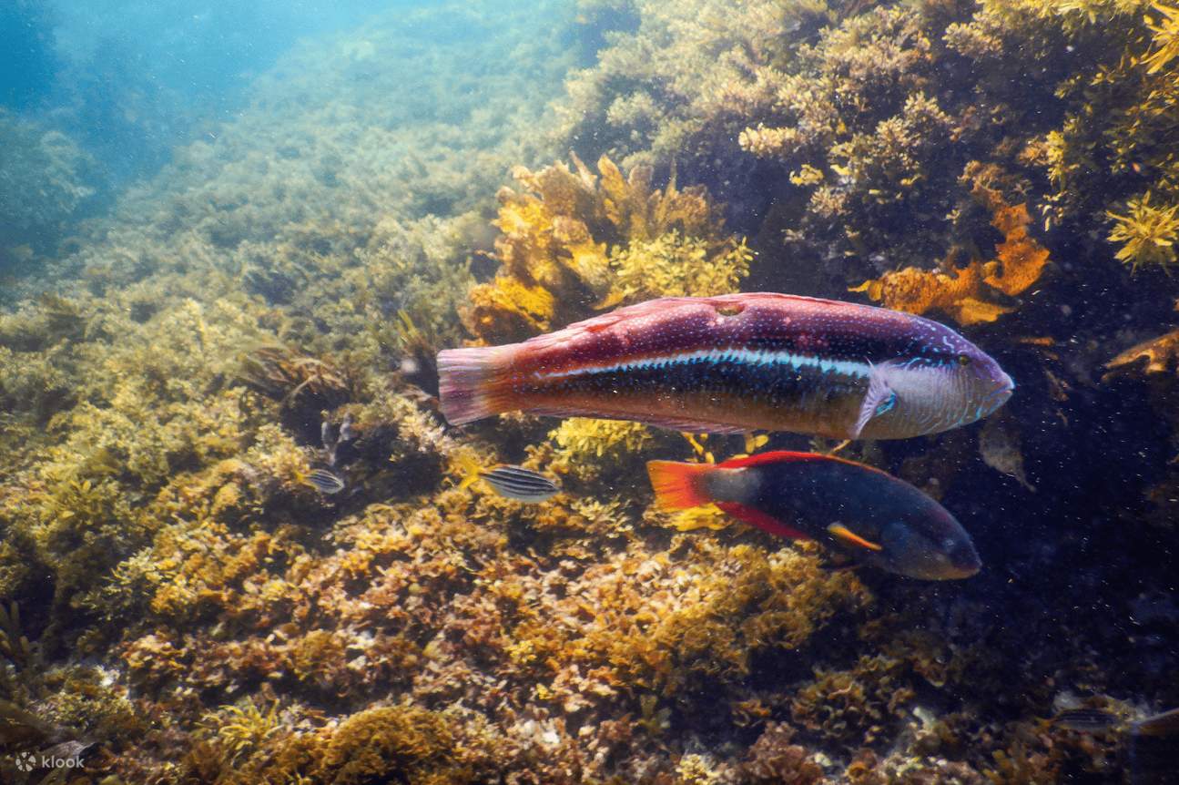Expérience de plongée en apnée