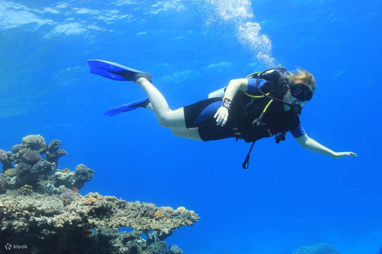 含午餐和接送的红海洪加达潜水艇之旅（适合初学者）
