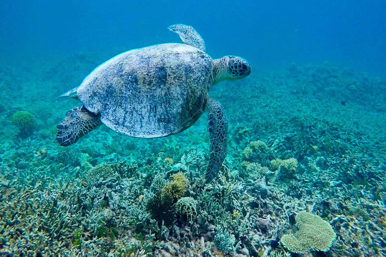 Sea turtle in underwater