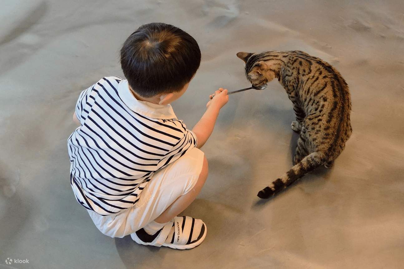 驪州ペットファーム体験 - 犬や猫に餌をあげて遊んで絆を深めよう