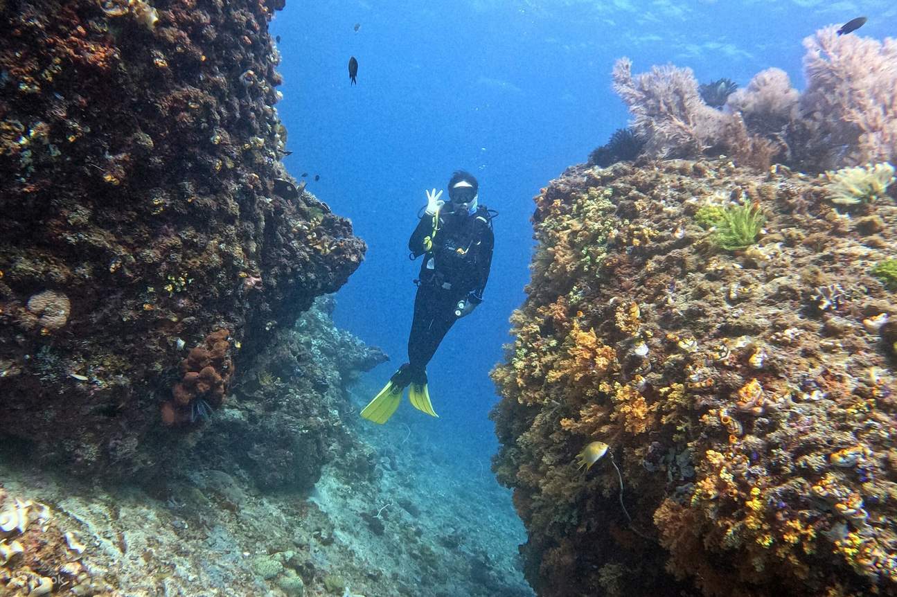 Un buceador explorando varios corales submarinos