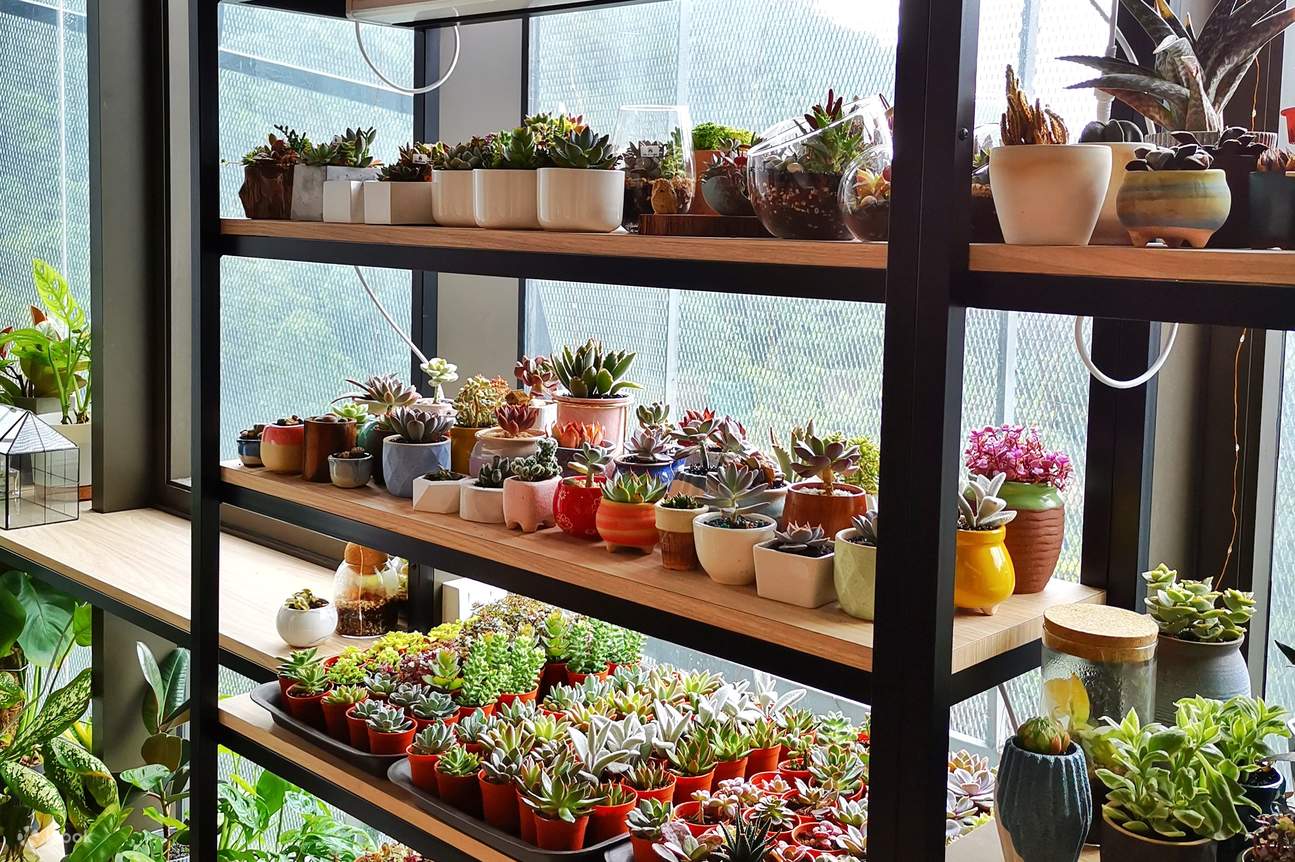 pameran tumbuhan sukulen di atas rak