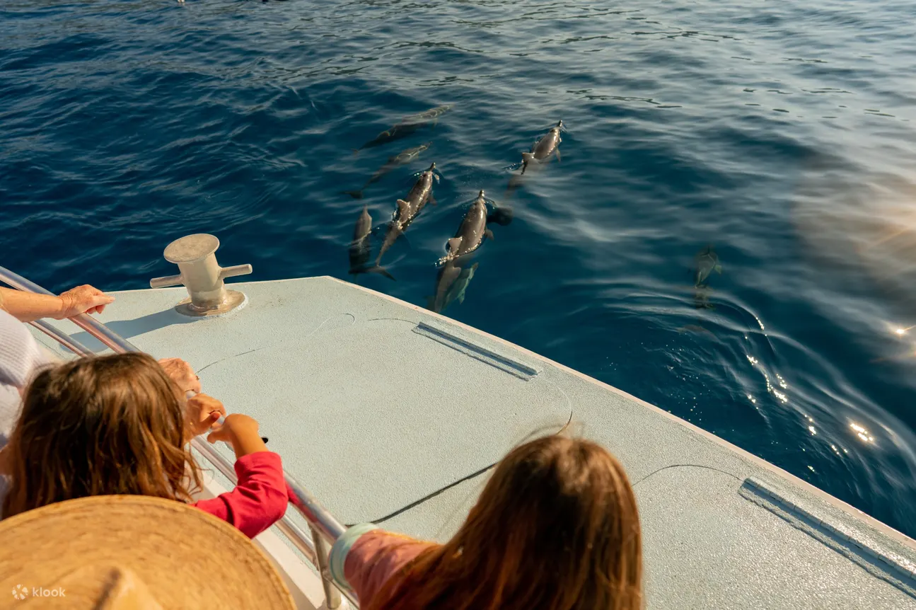 People looking at dolphins