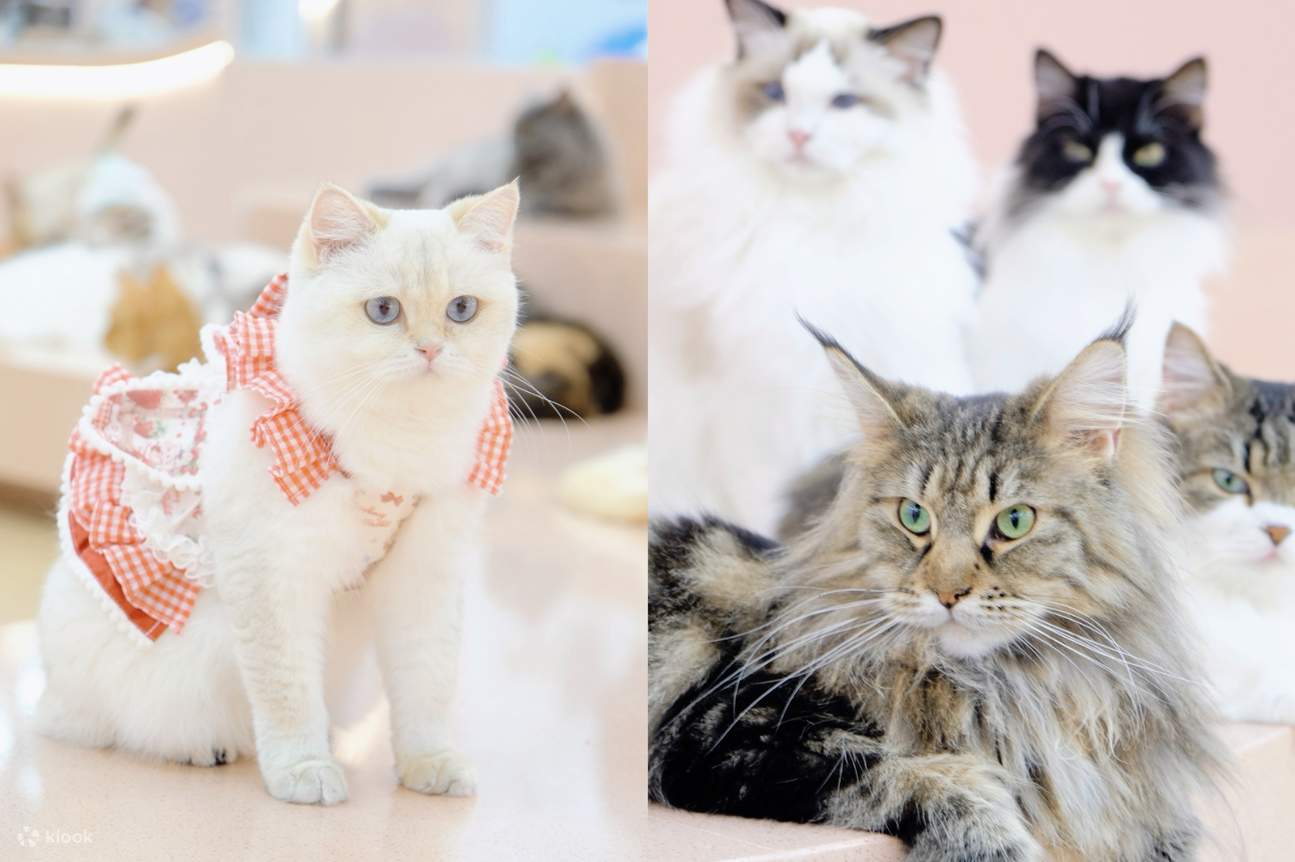 深圳K11 ECOAST 宠物治愈套