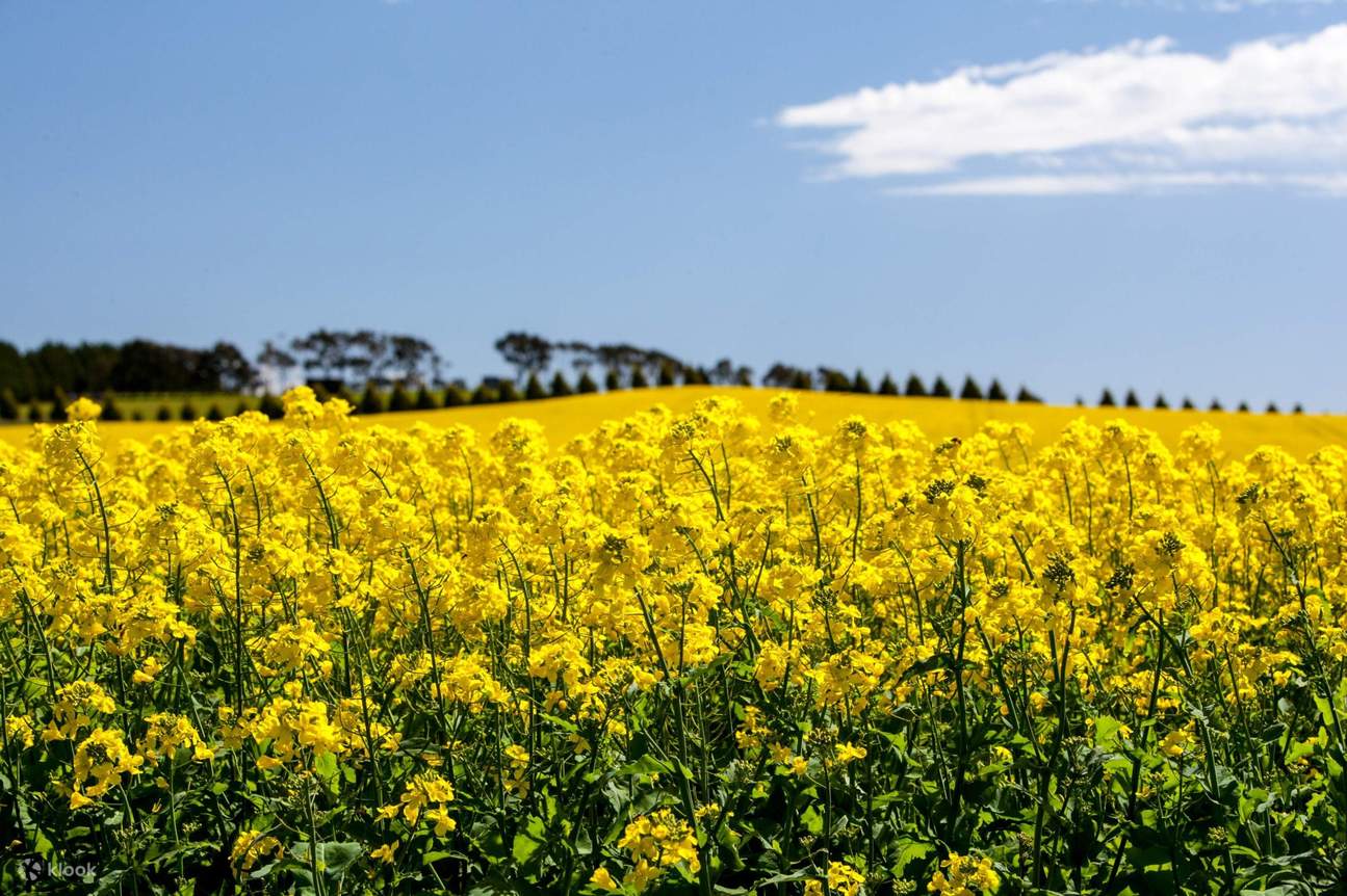 Weinproben Yarra Valley Touren ab Melbourne