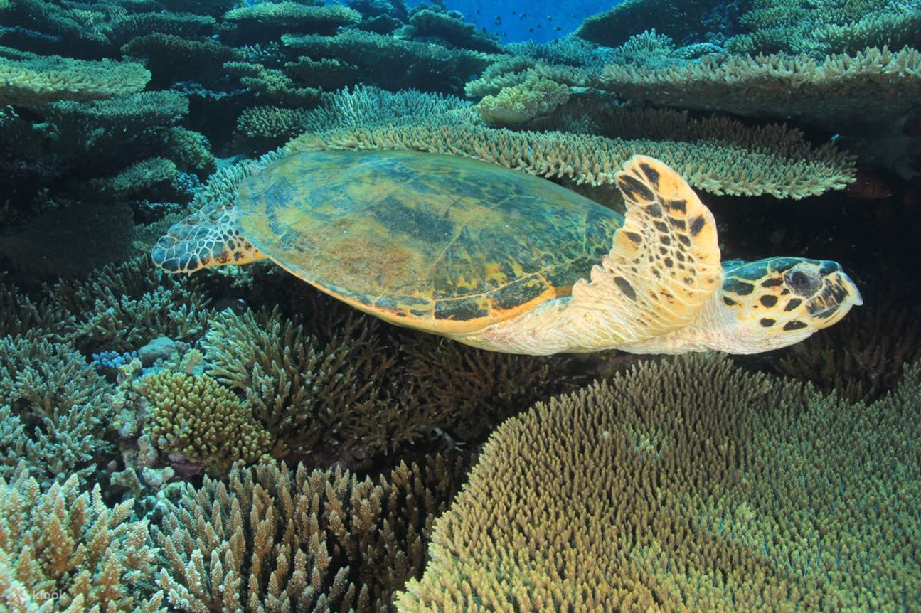  transfer를 포함한 전문 스쿠버 다이빙 풀 데이 트립 – 후르가다