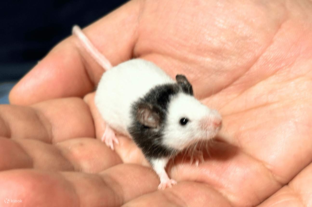 Esperienza alla Yeoju Pet Farm - Dai da mangiare, gioca e crea un legame con cani e gatti