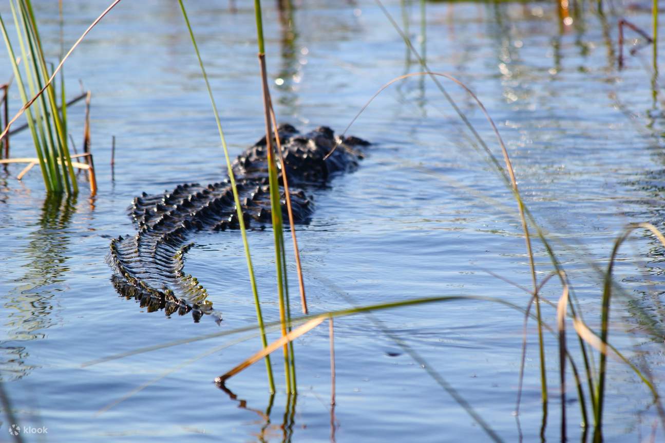 Experiencia en hidrodeslizador y con caimanes en los Everglades