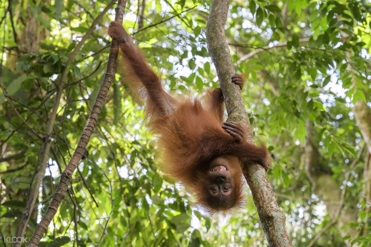 Orangutan Home Services Reviews All information about