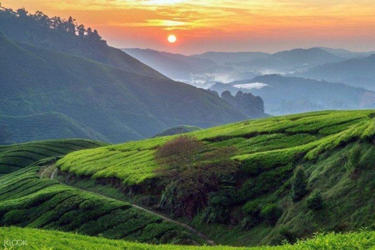 Cameron Highlands Private Car Charter from Kuala Lumpur Strawberry