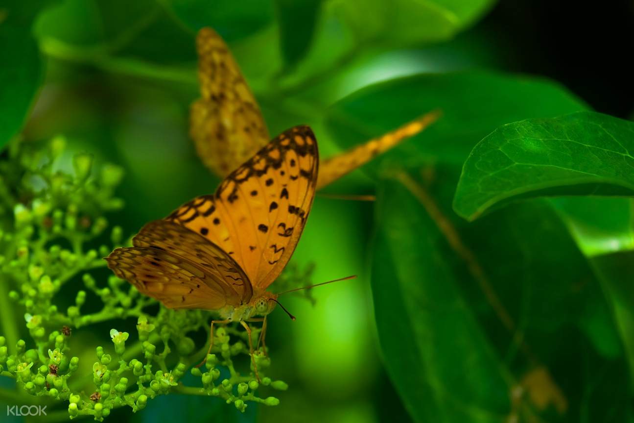 Bali Ubud Tegenungan Waterfall Butterfly Park Monkey Forest Petulu Village Private Day Tour