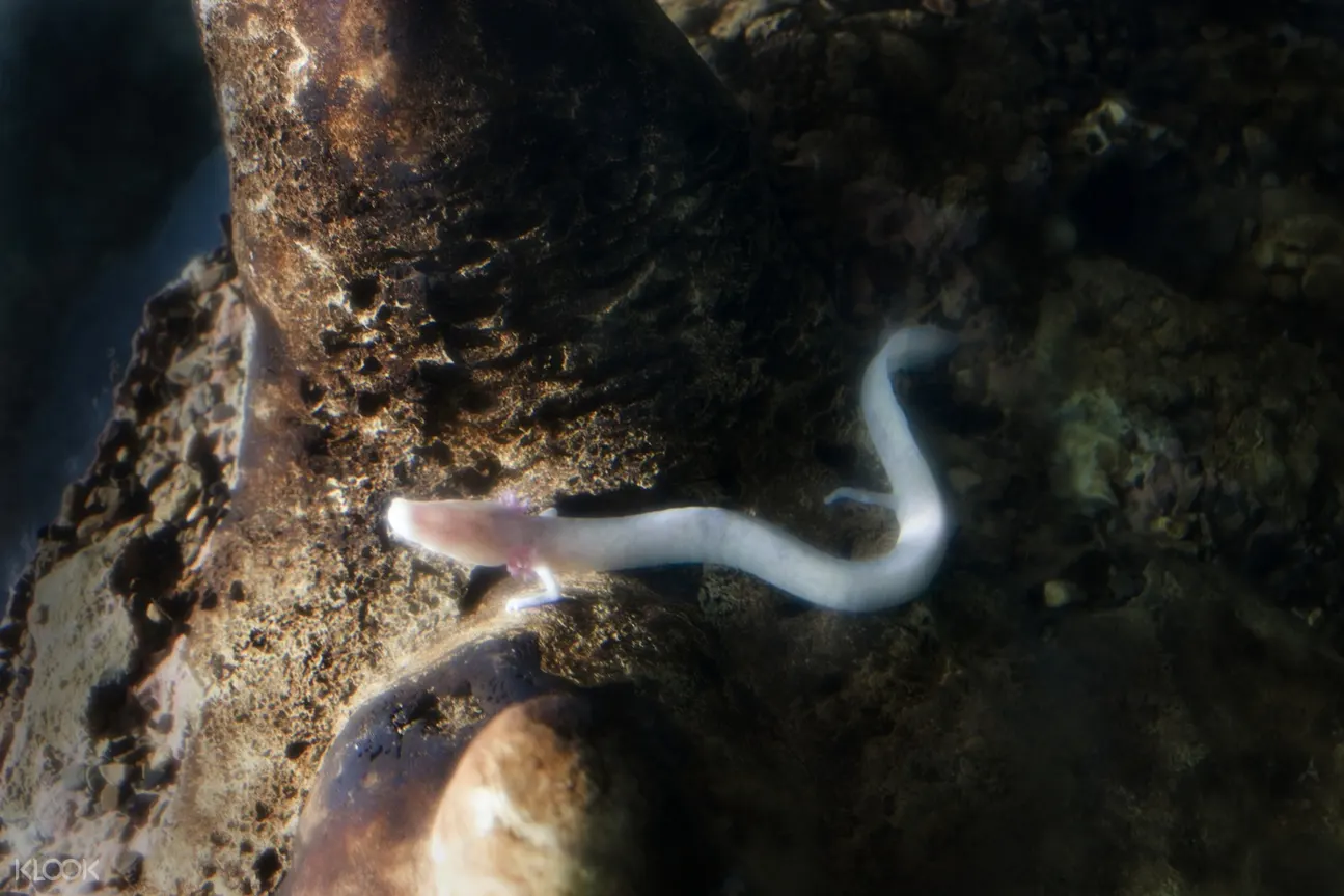 「人魚」洞螈