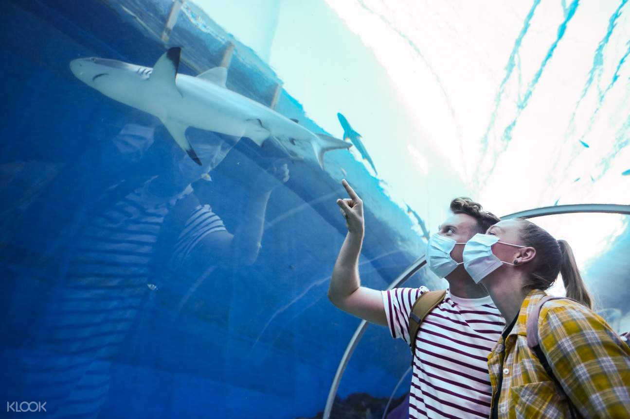 Book SEA Aquarium, Sentosa, Singapore Ticket Online - SEAAquarium%E2%84%A2One DayTicket