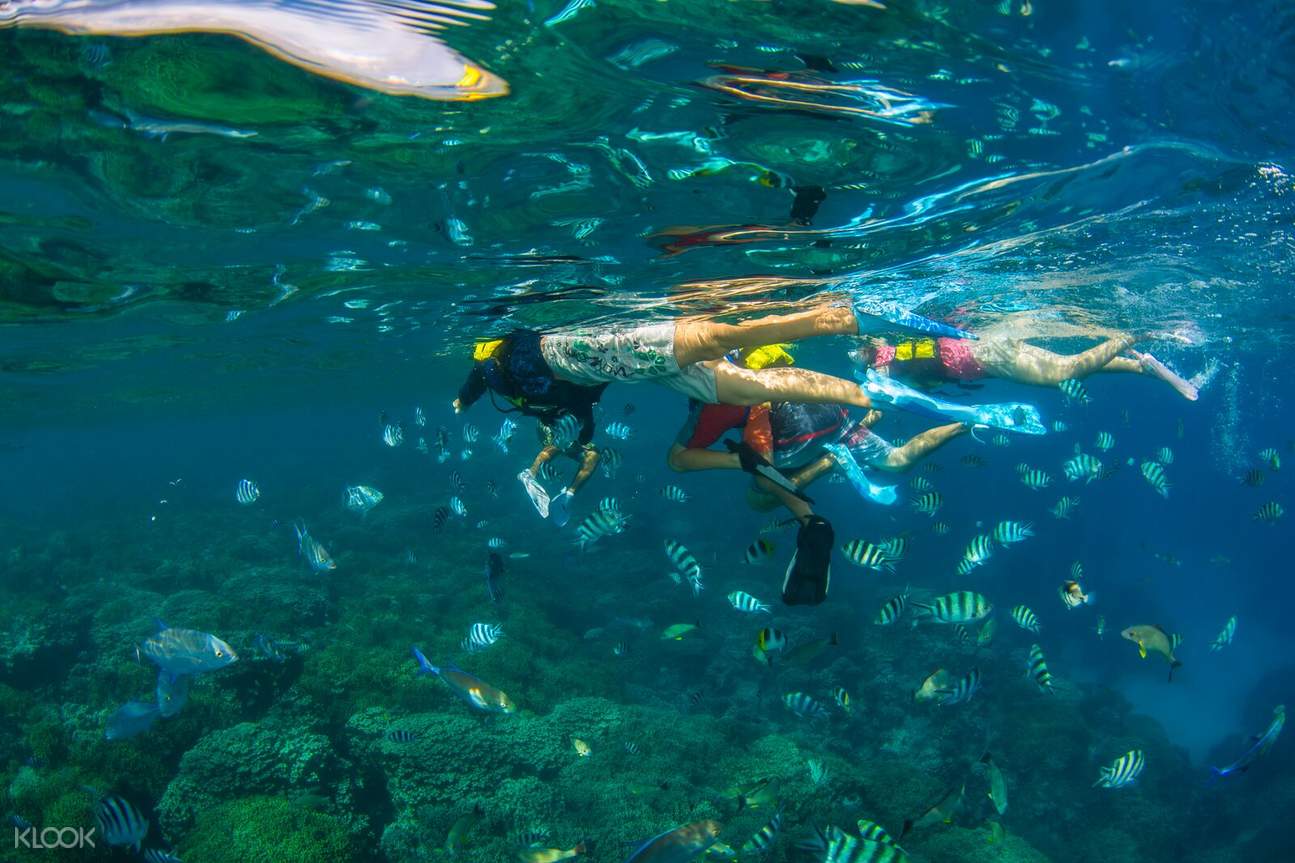 Introductory Snorkeling Course and Fish Eye Marine Park