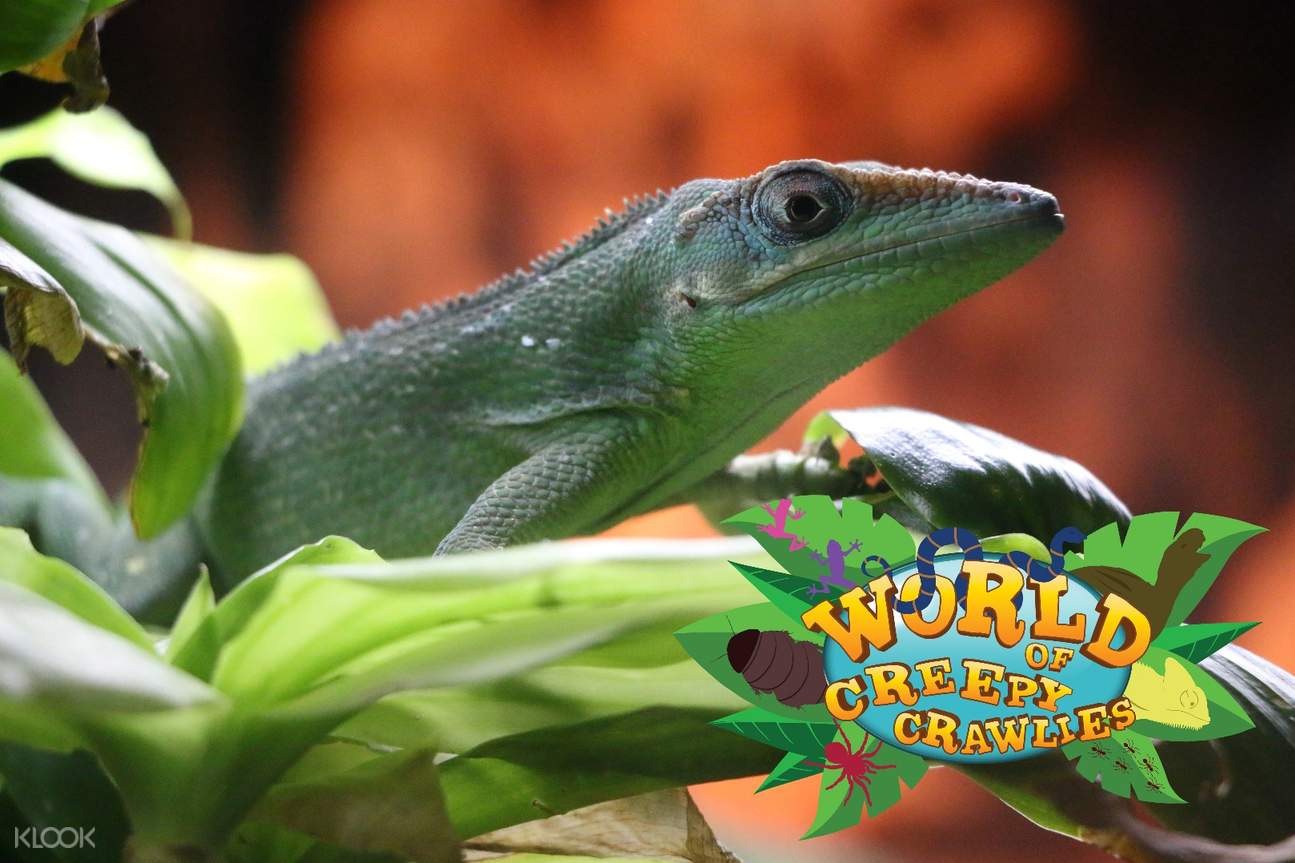 Manila Ocean Park Attraction Pass - 