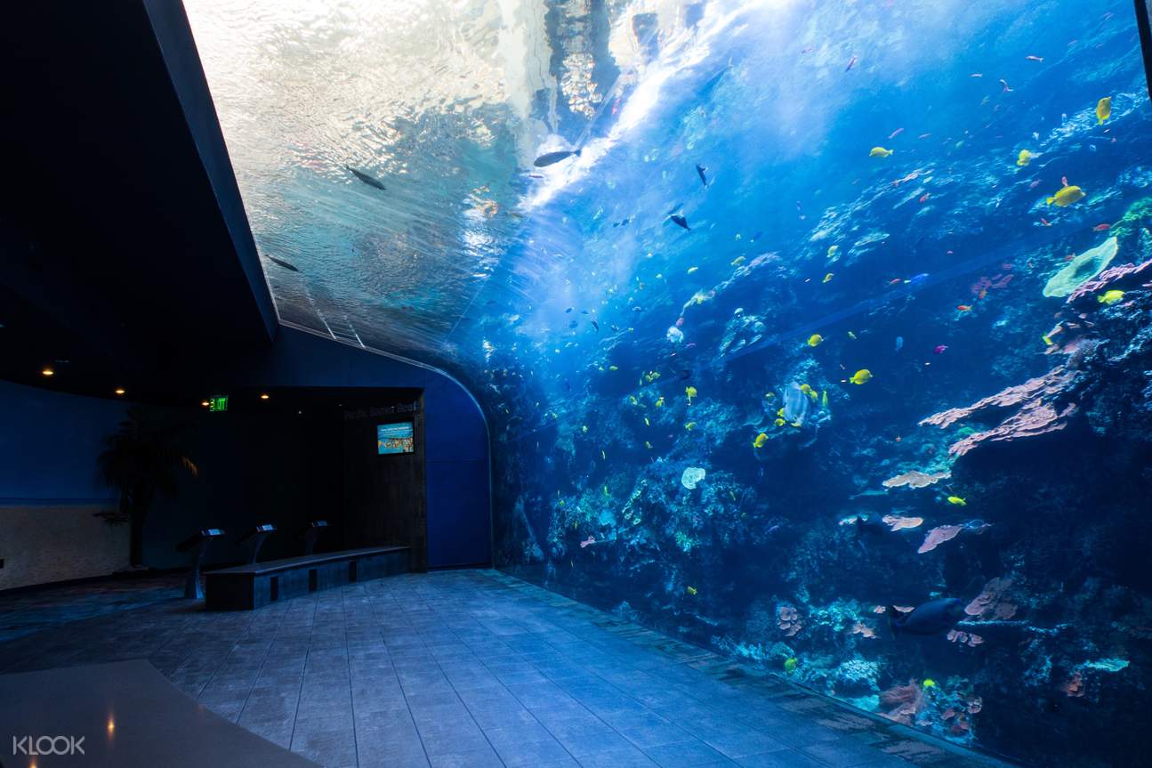 Georgia Aquarium Admission in Atlanta - GeorgiaAquariumADmissionTicketinAtlanta