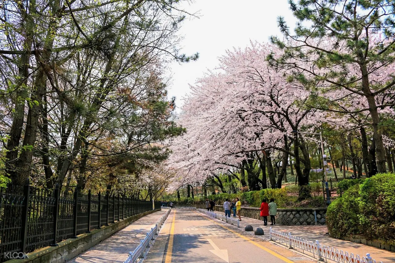 櫻花步道