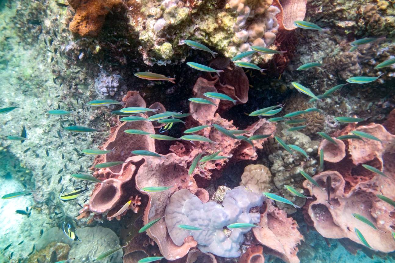 Koh Lipe Sea Eco Morning Snorkling Tours - Klook