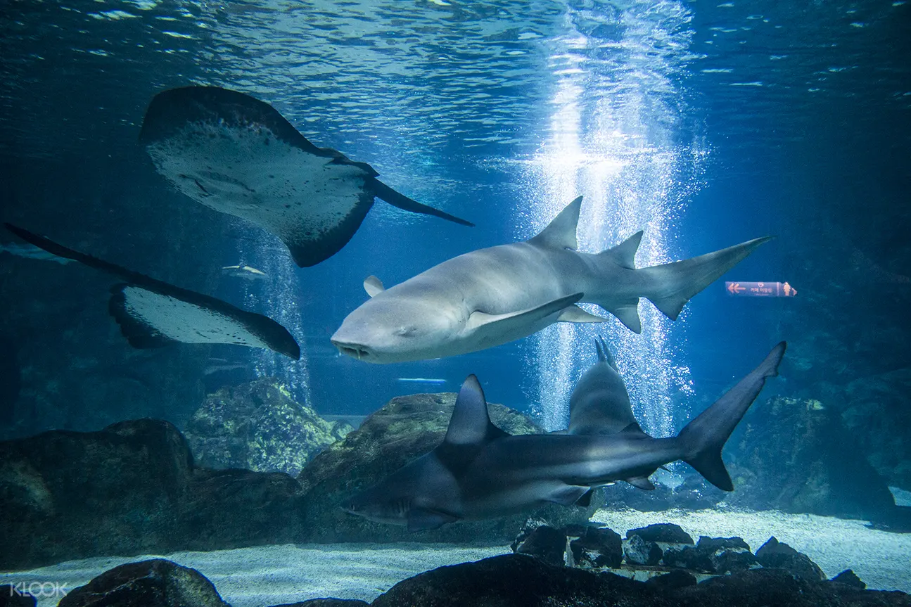 首爾COEX水族館一日門票