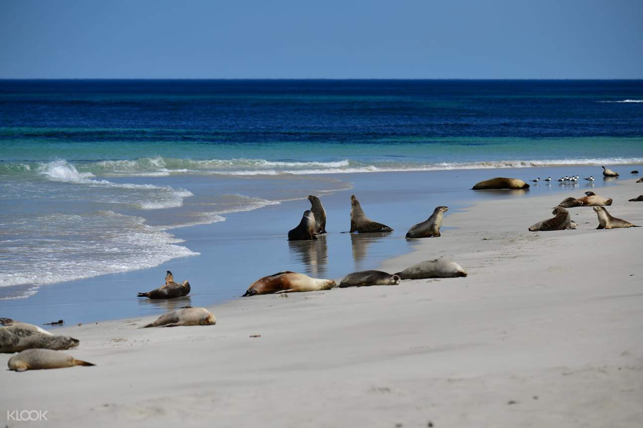 Kangaroo Island Day Tour from Adelaide Klook Australia