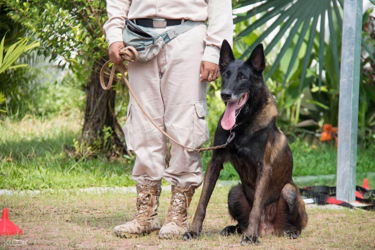 暹粒npa排雷犬表演门票