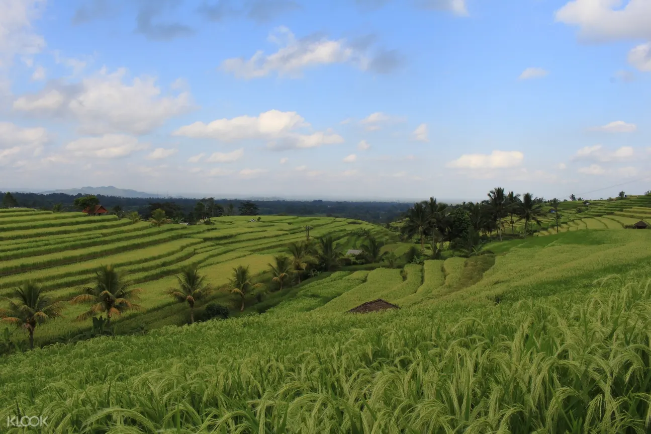 jatiluwih rice terraces