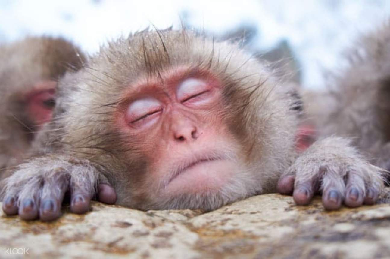 Snow Monkey Park and Zenkoji Temple Day Tour in Nagano Klook