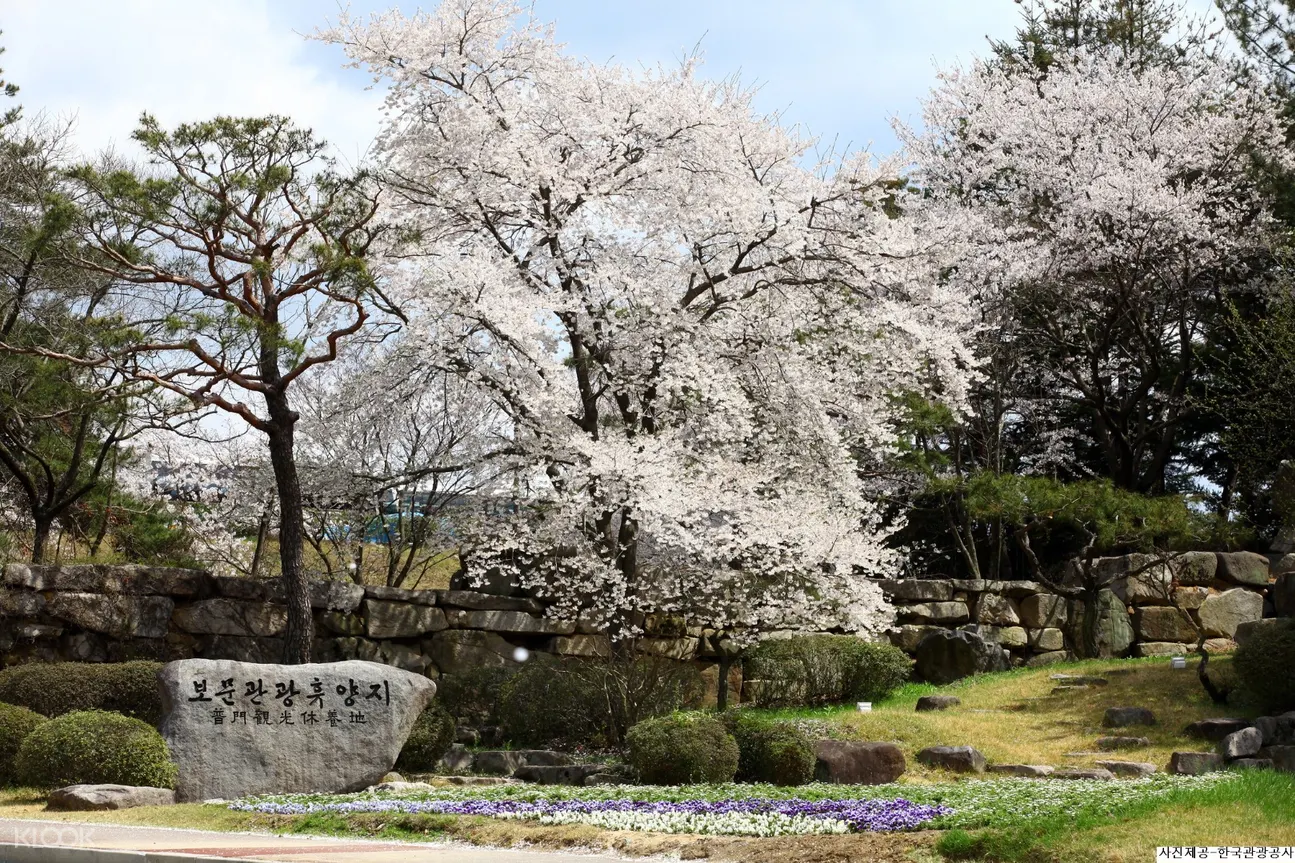 慶州櫻花節,慶州一日遊,韓國賞櫻花,春天賞櫻花,韓國春季限定