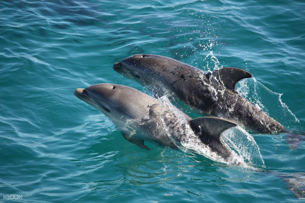 dolphins in port phillip bay