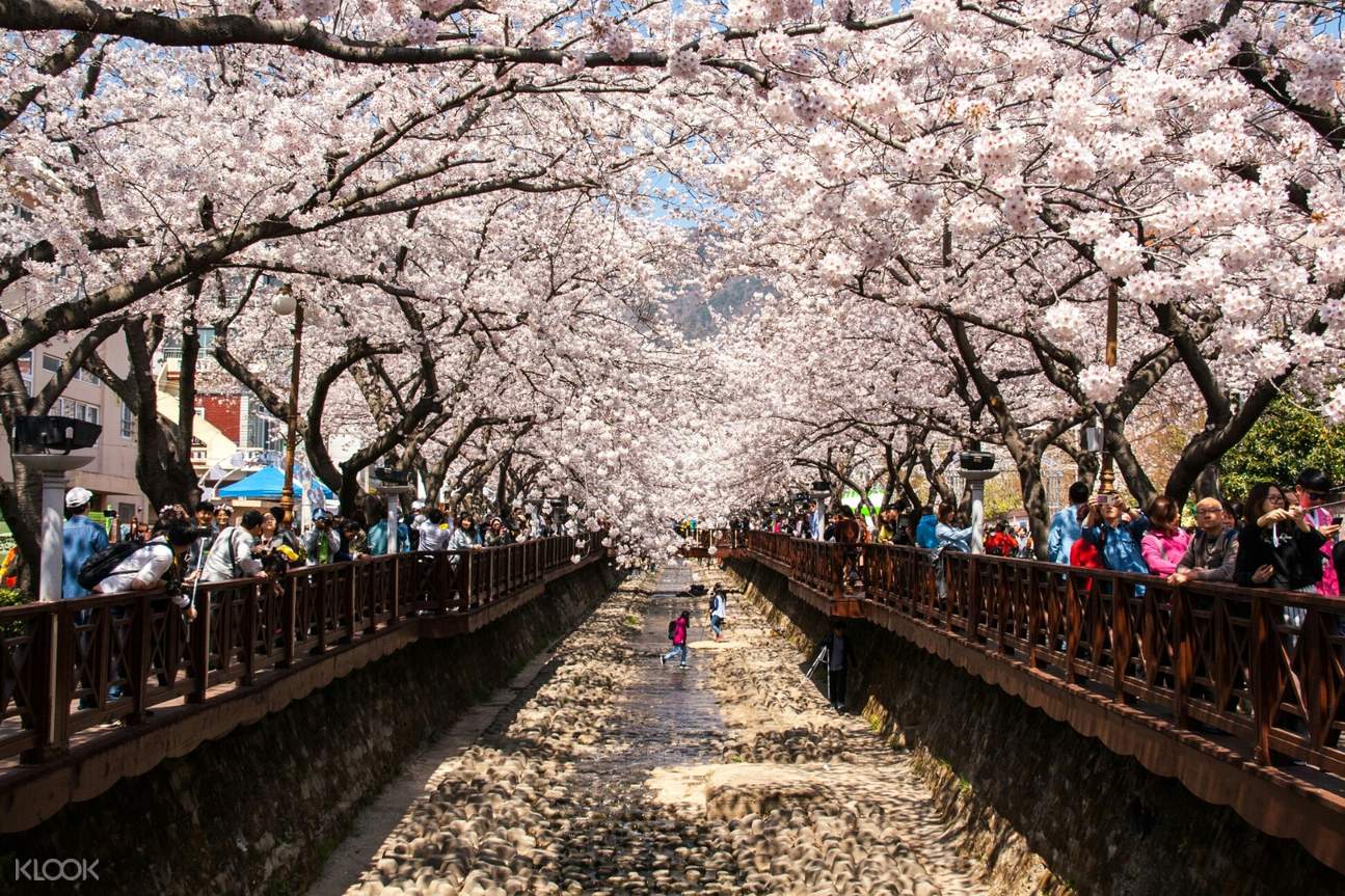 Jinhae Cherry Blossom Festival Day Trip from Daegu Klook US