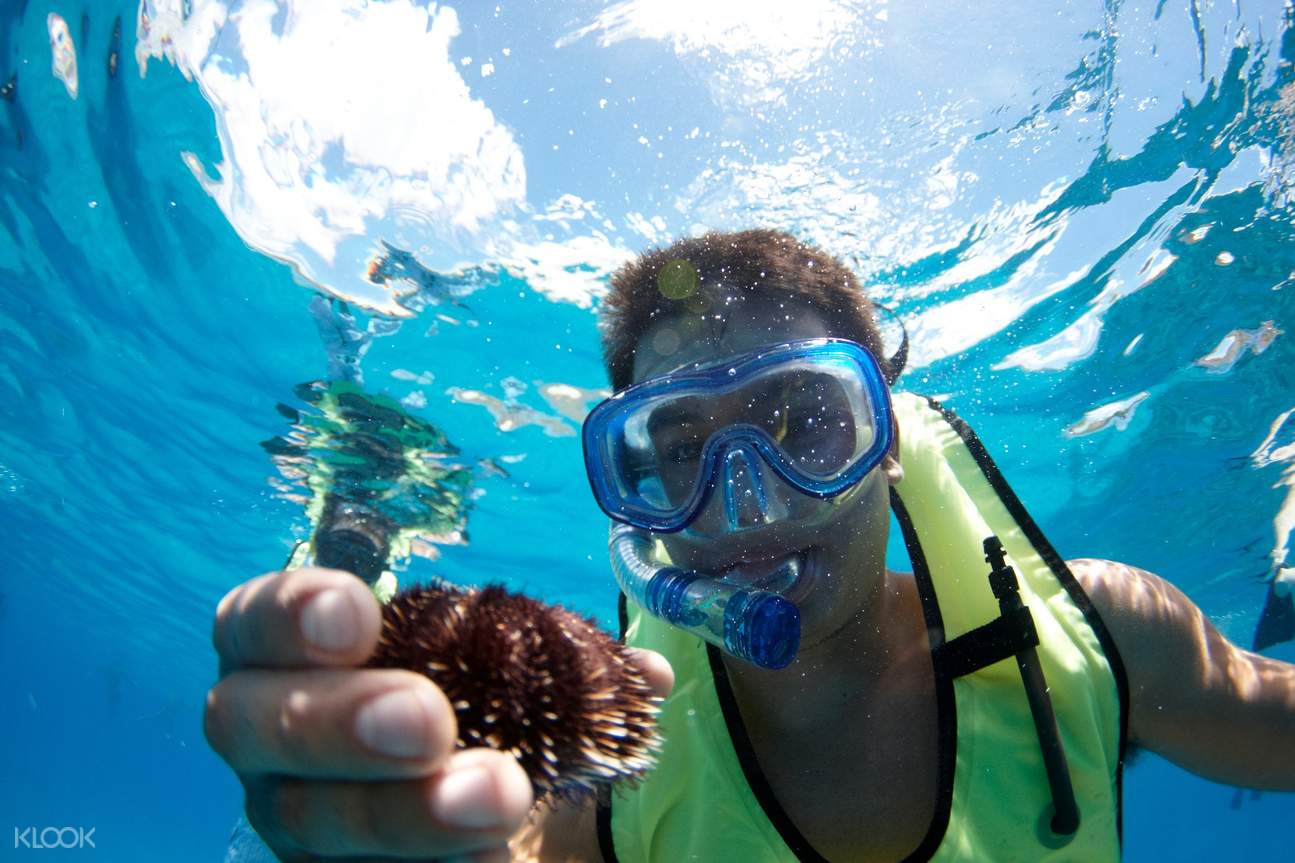 [SALE] Oahu Snorkeling and Turtle Watching Half Day Tour Ticket KD