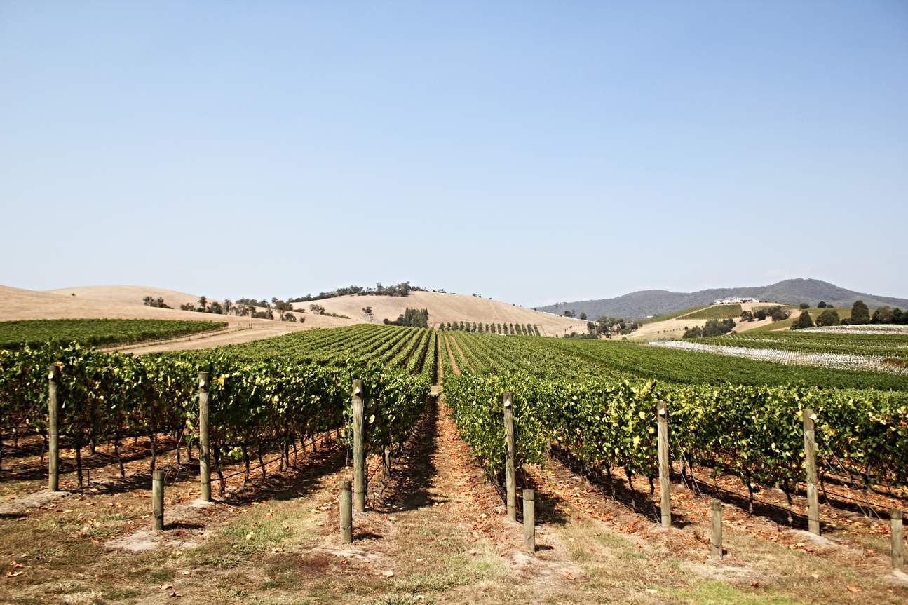 vigneto della Yarra Valley