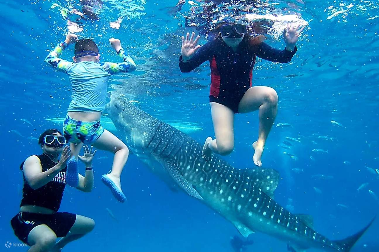 Trois personnes nageant sous l'eau à côté d'un requin-baleine