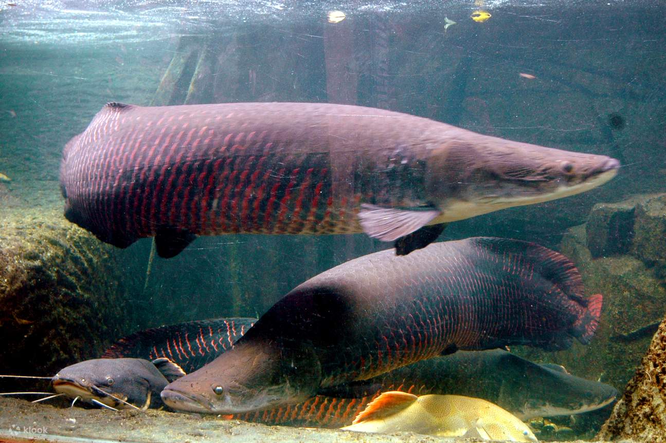 โรงแรมเซินเจิ้น ชิงชิง เวิลด์