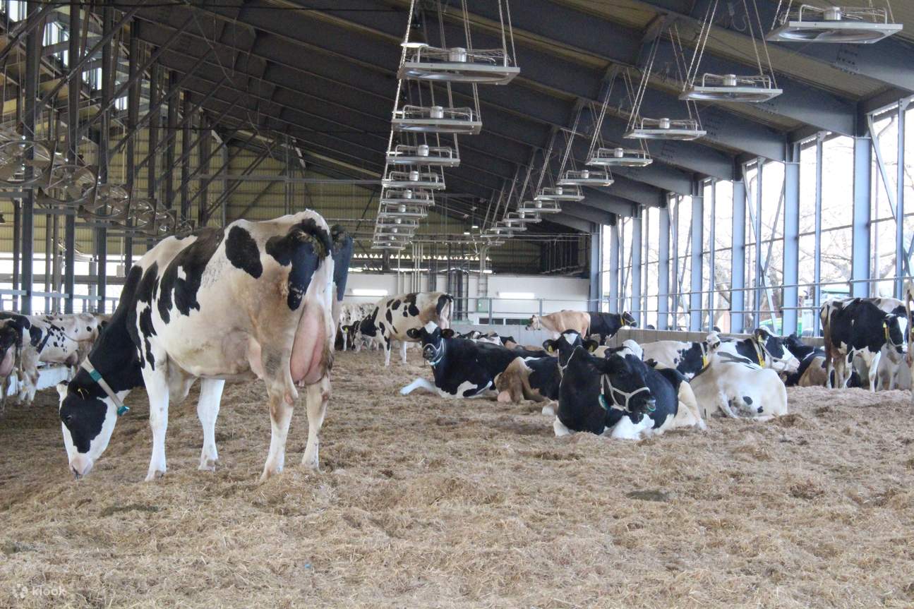 Tiket Narita Dream Dairy Farm