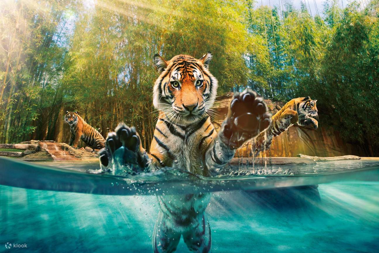 Croc Express to Australia Zoo Ticket Klook United States