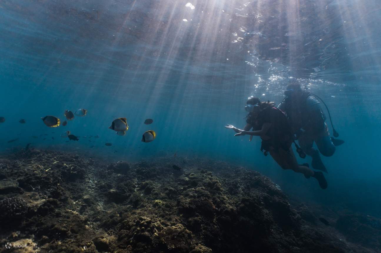 Penghu: Inari Diving Center Experience Diving / Guided Diving