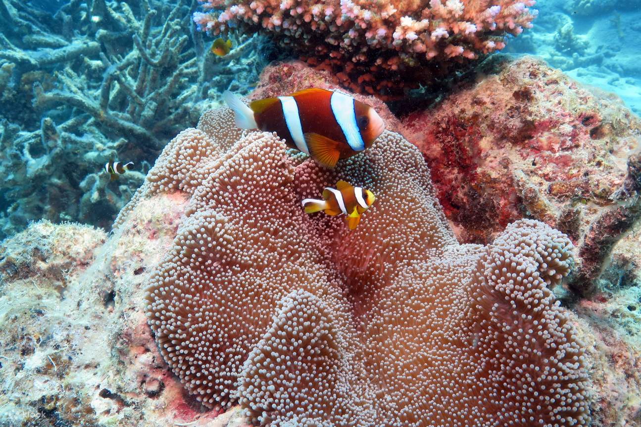 グレートバリアリーフ シュノーケリング・水中観光船体験の予約