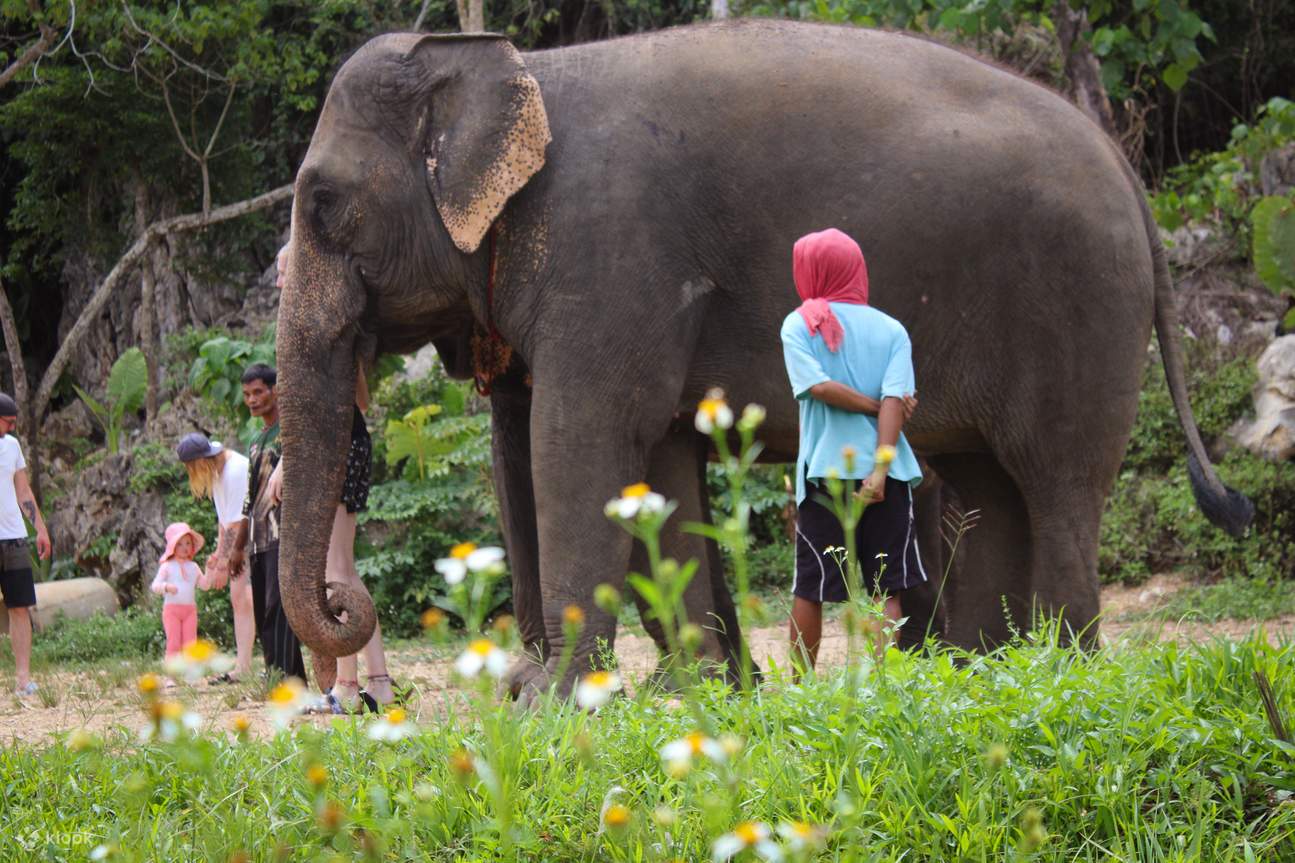 Pengalaman Aonang Elephant Sanctuary