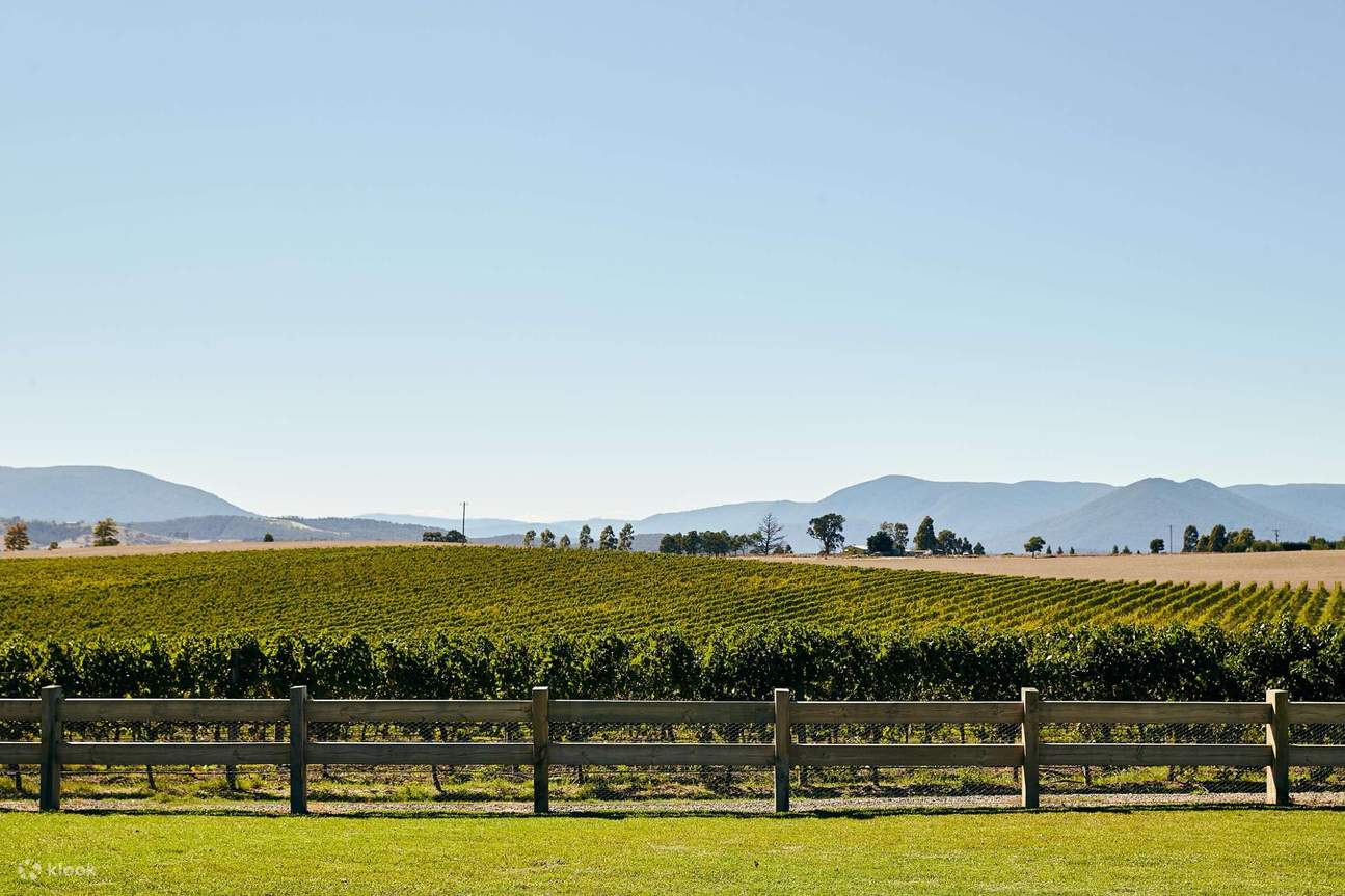 ไร่องุ่นเขียวชอุ่ม