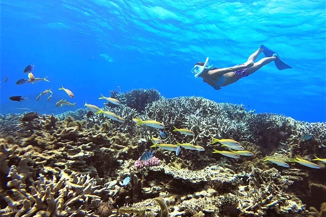 Pagsisid Isang kalahating araw na snorkeling kasama ang mga pawikan sa Ishigaki ...